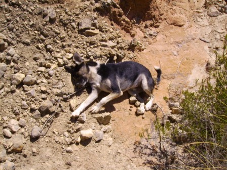 4 Patas denuncia la indefensión de animales asesinados en Jumilla y pide colaboración ciudadana para esclarecer casos similares - 2, Foto 2