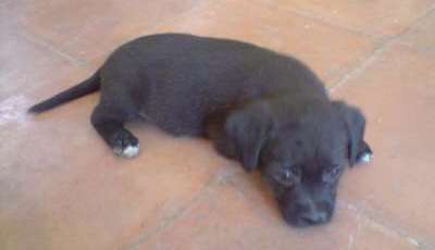 4 Patas denuncia la indefensión de animales asesinados en Jumilla y pide colaboración ciudadana para esclarecer casos similares - 3, Foto 3