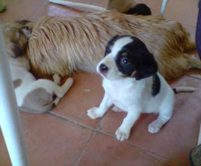 4 Patas denuncia la indefensión de animales asesinados en Jumilla y pide colaboración ciudadana para esclarecer casos similares - 4, Foto 4