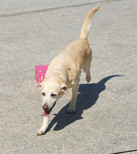 La Policía Local de Lorquí quiere incorporar un perro a sus filas - 1, Foto 1