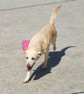 La Polica Local de Lorqu quiere incorporar un perro a sus filas