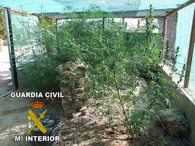 La Guardia Civil desmantela un nuevo punto de venta y distribución de marihuana en Calasparra - 1, Foto 1