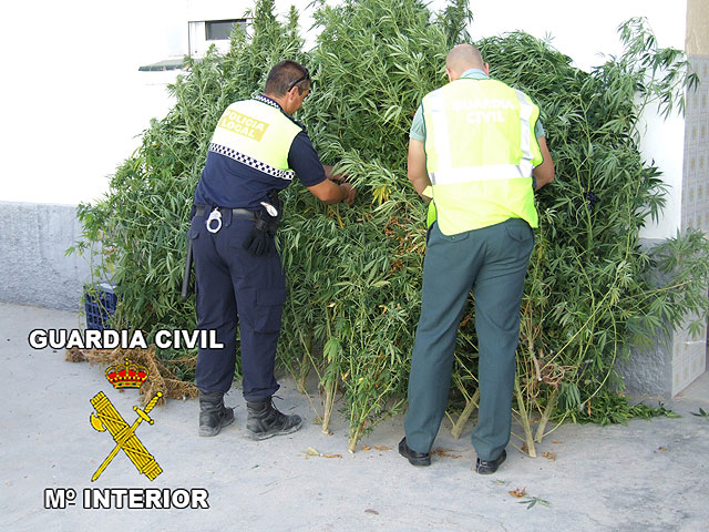 La Guardia Civil desmantela un nuevo punto de venta y distribución de marihuana en Calasparra - 2, Foto 2