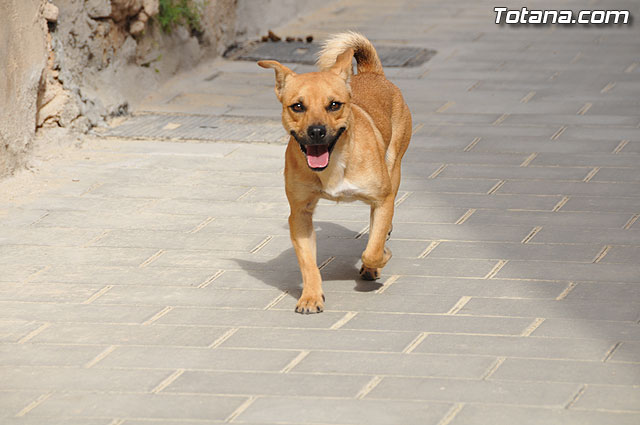 Finalizan las obras de mejora de accesibilidad que se han llevado a cabo en la calle Castillo y adyacentes del barrio de San Jos - 8