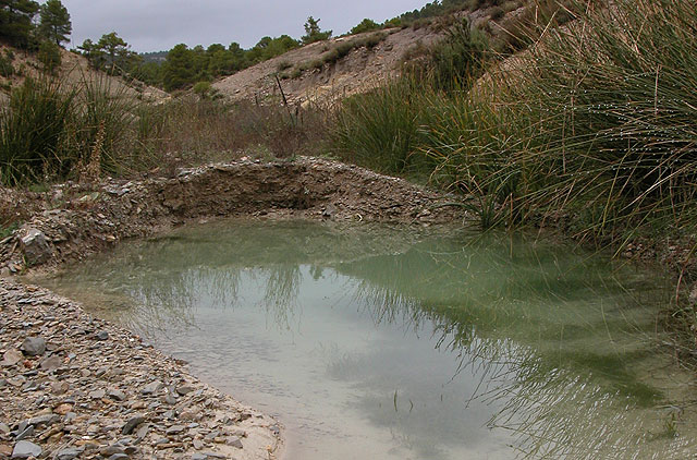 La Consejera de Agricultura y Agua celebra unas jornadas tcnicas para la conservacin del Sapo Partero Btico en el Parque Regional de Sierra Espuña, Foto 1