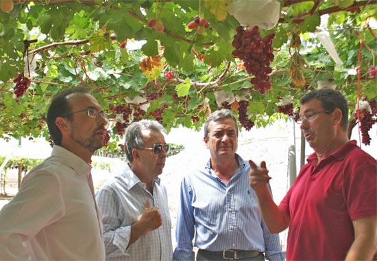 La Región de Murcia lidera la investigación en nuevas variedades de uva de mesa, Foto 1