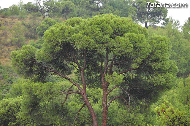 El PP de Totana celebra una misa por todos los difuntos de este partido en la Ermita de La Santa - 30