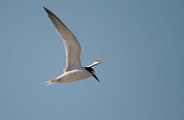 Charrancito. Sterna albifrons: A.J. Hernández/ANSE, Foto 1