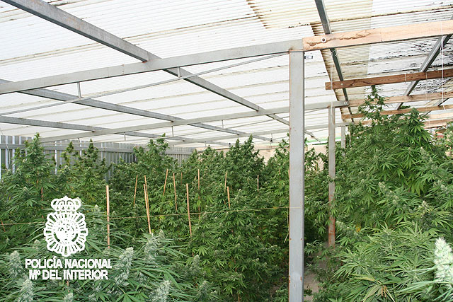 Desmantelada una plantación de Marihuana en Molina de Segura - 2, Foto 2