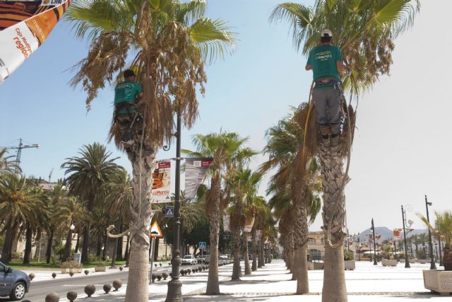 La poda de palmeras inicia su segunda fase - 1, Foto 1