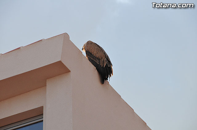Un buitre en Totana - 1