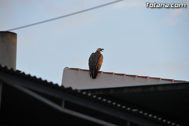 Un buitre en Totana - 5