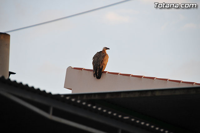 Un buitre en Totana - 8