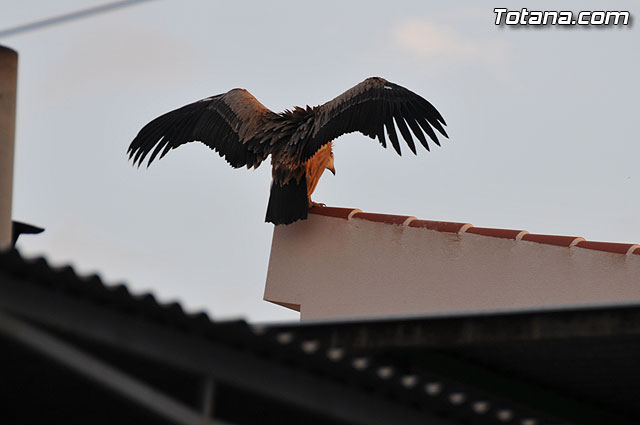 Un buitre en Totana - 10