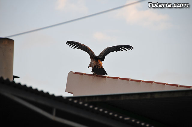 Un buitre en Totana - 9