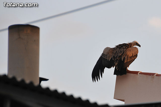 Un buitre en Totana - 11