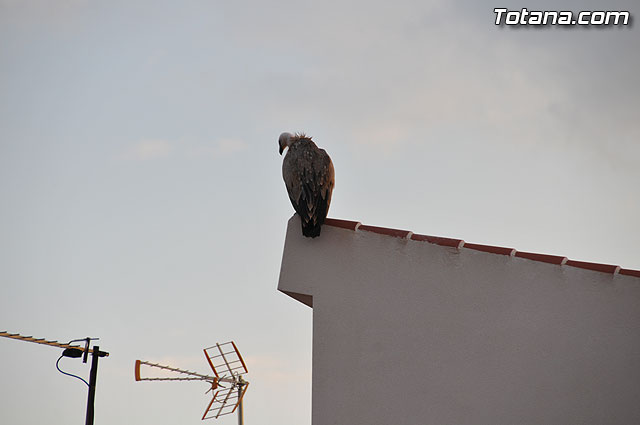 Un buitre en Totana - 12