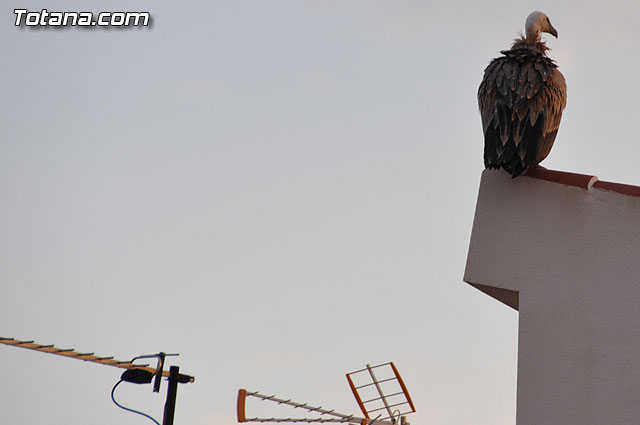 Un buitre en Totana - 14