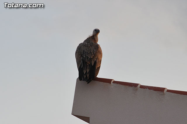 Un buitre en Totana - 15