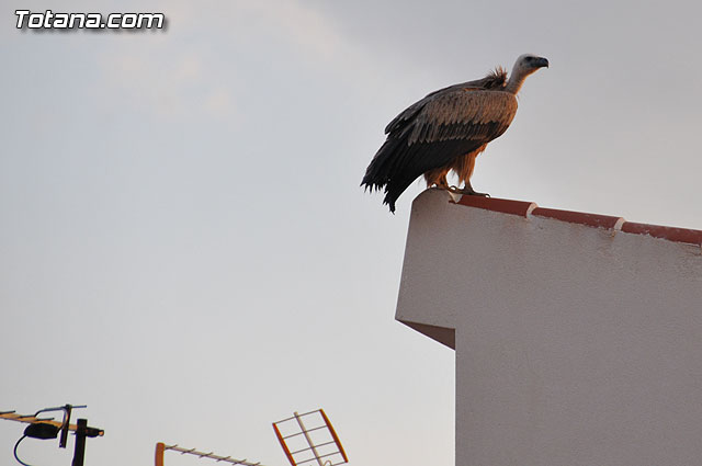 Un buitre en Totana - 16