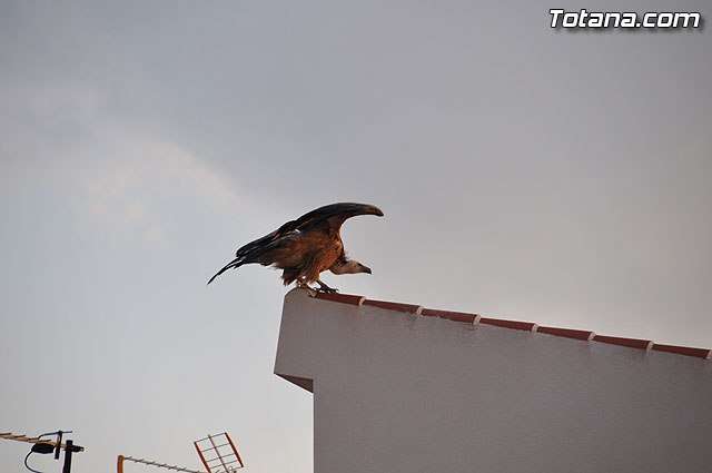 Un buitre en Totana - 17