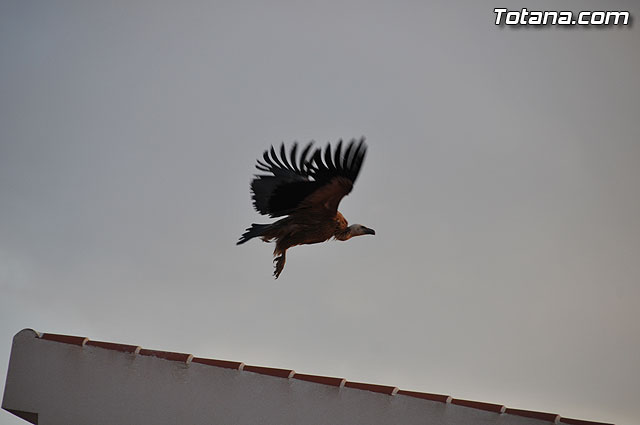 Un buitre en Totana - 18