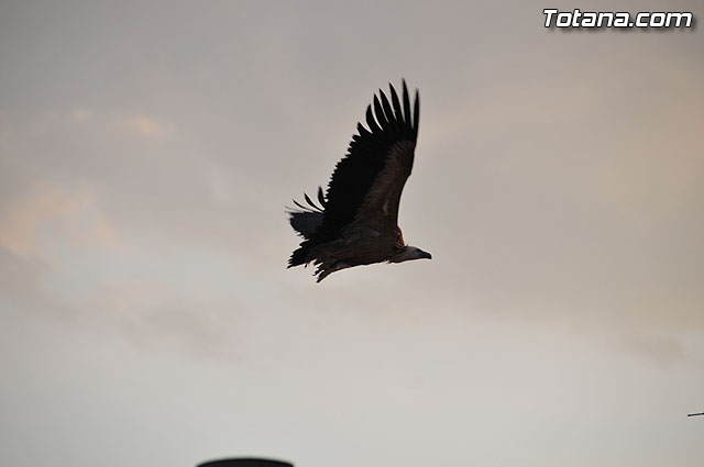 Un buitre en Totana - 19