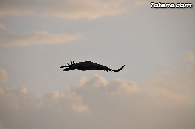 Un buitre en Totana - 20