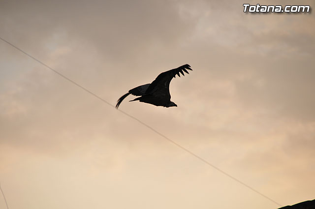 Un buitre en Totana - 21