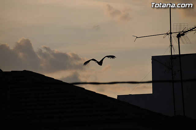 Un buitre en Totana - 22