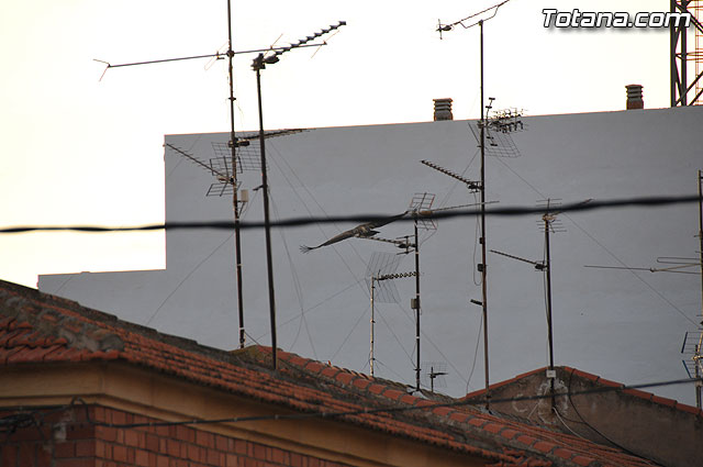 Un buitre en Totana - 23