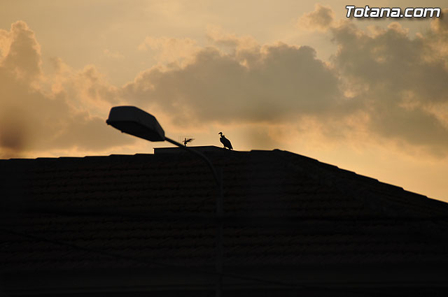 Un buitre en Totana - 24