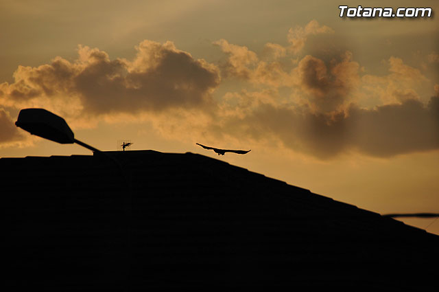 Un buitre en Totana - 25