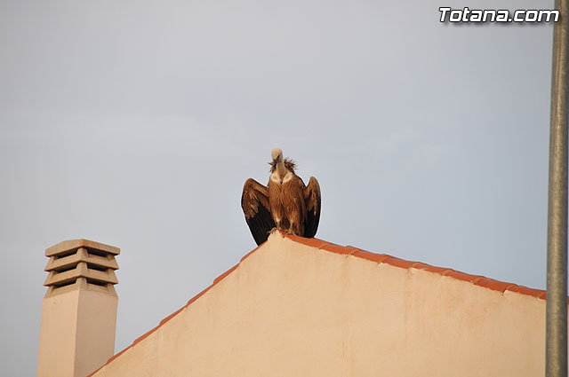 Un buitre en Totana - 26