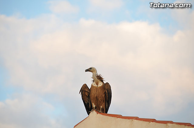 Un buitre en Totana - 27