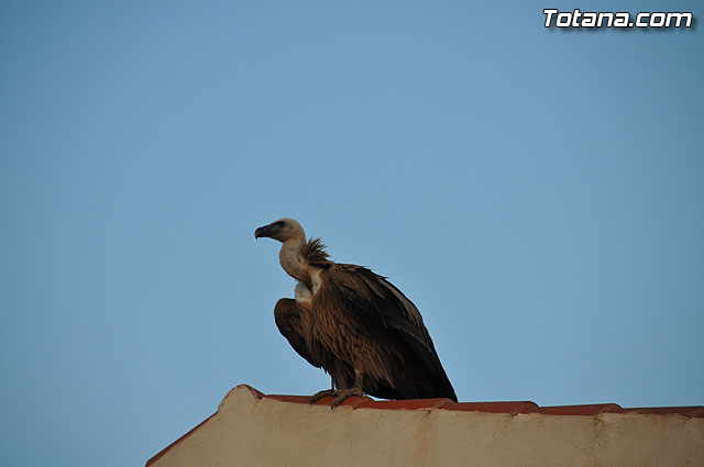Un buitre en Totana - 28