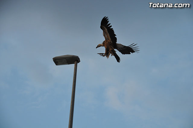 Un buitre en Totana - 32