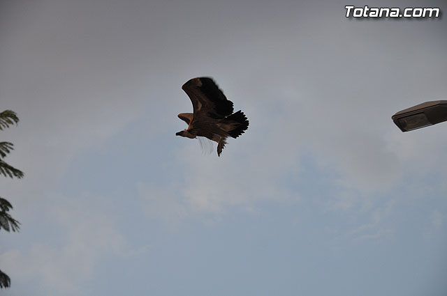 Un buitre en Totana - 33
