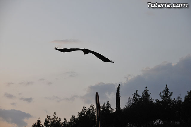 Un buitre en Totana - 34