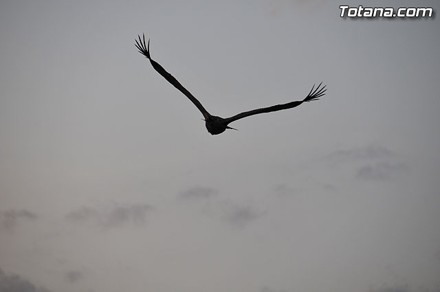 Un buitre en Totana - 35