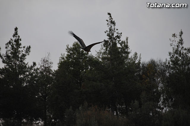 Un buitre en Totana - 36