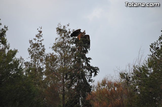 Un buitre en Totana - 37