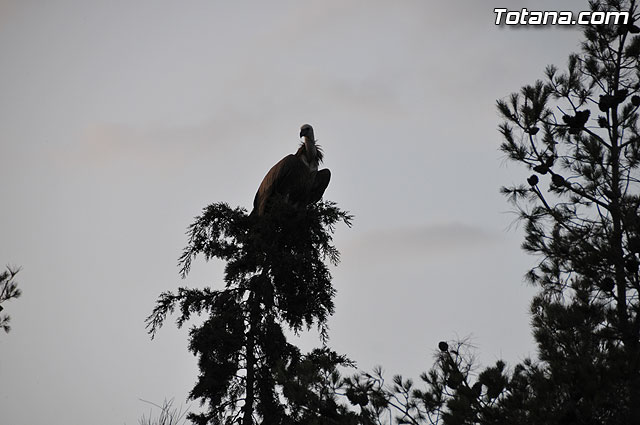 Un buitre en Totana - 38