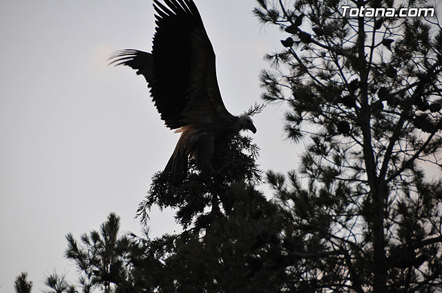 Un buitre en Totana - 39