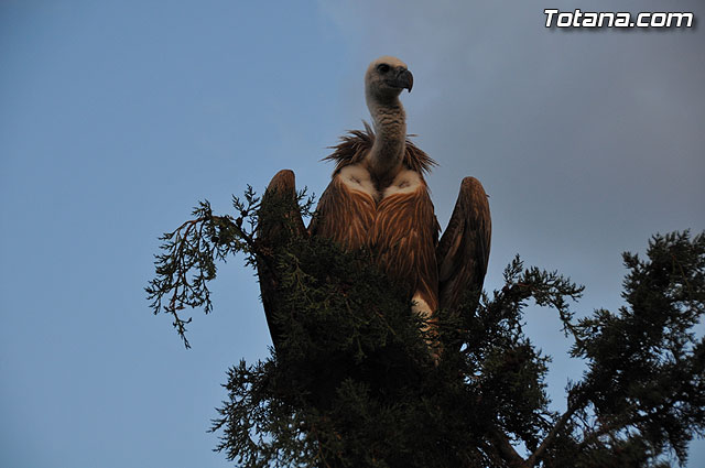 Un buitre en Totana - 42