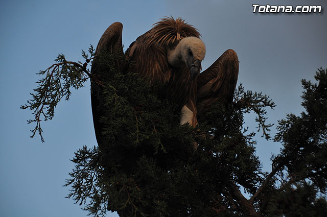 Un buitre en Totana - 43