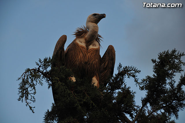 Un buitre en Totana - 44