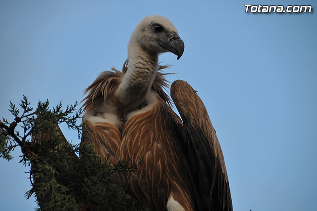 Un buitre en Totana - 45
