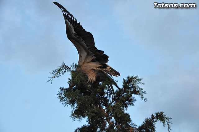 Un buitre en Totana - 46