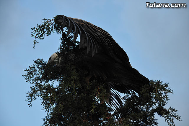Un buitre en Totana - 47